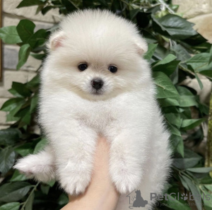 Photo №1. pomeranian - for sale in the city of Гамбург | 380$ | Announcement № 119987