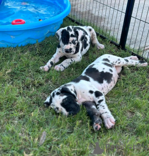 Photo №3. Great dane puppies for adoption. Germany