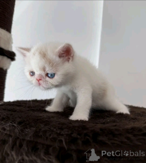 Photo №1. persian cat - for sale in the city of Berlin | 568$ | Announcement № 163091