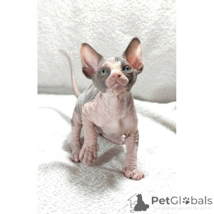 Photo №1. sphynx-katze - for sale in the city of Glasgow | 361$ | Announcement № 174394