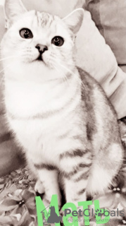 Photo №2 to announcement № 90654 for the sale of british shorthair - buy in Russian Federation private announcement