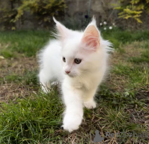 Photo №4. I will sell maine coon in the city of Pyatigorsk. from nursery - price - 1113$