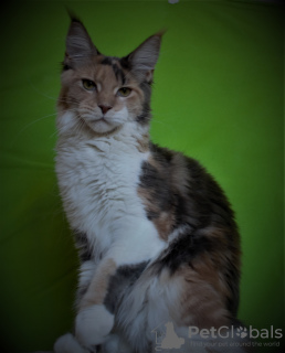 Photo №2 to announcement № 7820 for the sale of maine coon - buy in Russian Federation from nursery