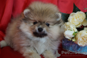 Photo №1. pomeranian - for sale in the city of Москва | 456$ | Announcement № 42094