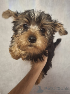 Additional photos: Yorkie puppy.