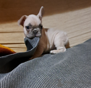 Additional photos: Exotic French Bulldog puppies