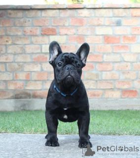 Photo №1. french bulldog - for sale in the city of Kikinda | negotiated | Announcement № 71115
