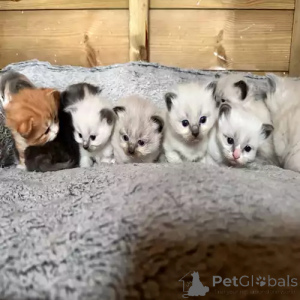 Photo №1. ragdoll - for sale in the city of DußLingen | 380$ | Announcement № 167251