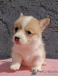 Photo №3. Pembroke Welsh Corgi puppies. Serbia