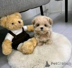 Photo №3. Maltipoo puppies available for adoption and rehoming. United States