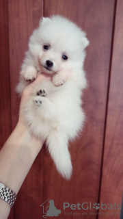 Additional photos: Japanese spitz puppies