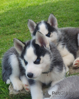 Additional photos: Siberian Husky-Welpen verfügbar