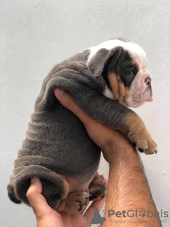 Photo №2 to announcement № 120690 for the sale of english bulldog - buy in Belgium private announcement, breeder