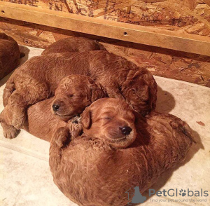 Photo №3. Mini Goldendoodle Puppies. United States