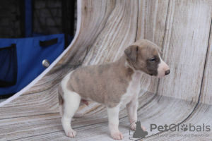 Additional photos: Whippet puppies.