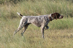 Photo №2. Mating service german shorthaired pointer. Price - 200$