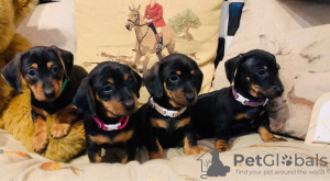Photo №1. dachshund - for sale in the city of Гронинген | 438$ | Announcement № 13822