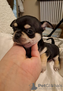 Additional photos: Chihuahua puppies