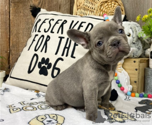 Photo №1. french bulldog - for sale in the city of Brno | negotiated | Announcement № 37378