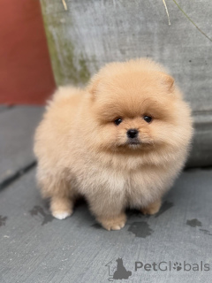 Photo №2 to announcement № 158013 for the sale of pomeranian - buy in Germany breeder