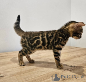 Photo №2 to announcement № 157512 for the sale of bengal cat - buy in Czech Republic private announcement