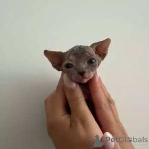 Photo №2 to announcement № 167259 for the sale of donskoy cat - buy in Germany private announcement