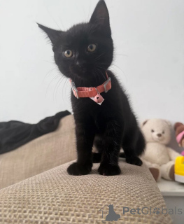 Photo №1. bombay cat - for sale in the city of Cottbus | 361$ | Announcement № 169544