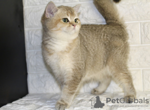 Photo №2 to announcement № 60155 for the sale of british shorthair - buy in Uzbekistan private announcement