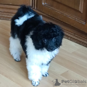 Photo №1. poodle (dwarf) - for sale in the city of Minsk | 750$ | Announcement № 91592