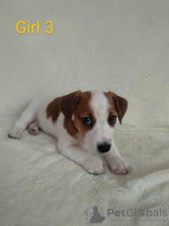 Photo №2 to announcement № 17420 for the sale of jack russell terrier - buy in Ukraine private announcement, from nursery