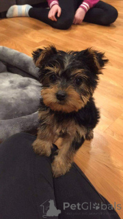 Photo №2 to announcement № 138925 for the sale of yorkshire terrier - buy in United States breeder
