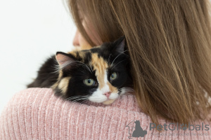 Photo №3. Tricolor cat Zhadi in good hands. Russian Federation