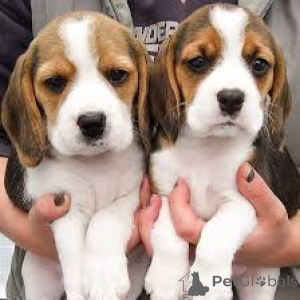 Photo №2 to announcement № 160947 for the sale of beagle - buy in France private announcement, breeder