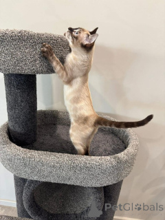 Photo №2 to announcement № 152538 for the sale of bengal cat - buy in Germany private announcement