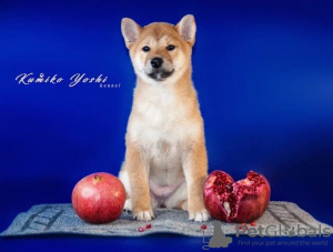Photo №2 to announcement № 17979 for the sale of shiba inu - buy in Russian Federation private announcement