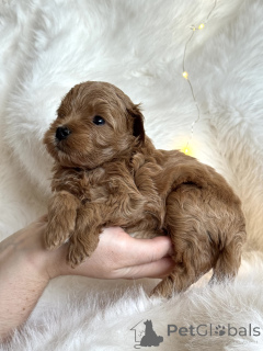 Photo №1. maltipu - for sale in the city of Sochi | 668$ | Announcement № 161955