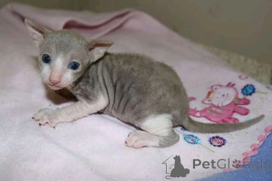 Photo №3. Cornish Rex kitties for sale