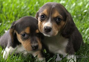 Photo №2 to announcement № 158178 for the sale of beagle - buy in France private announcement, breeder
