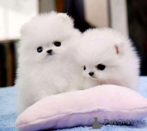 Photo №3. Beautiful Pomeranian puppies Business WhatsApp 37256348129. Finland