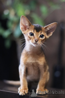 Photo №3. Abyssinian kittens in the modern American type, wild color. Belarus