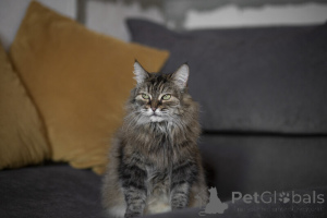 Photo №2 to announcement № 139038 for the sale of  - buy in Russian Federation 