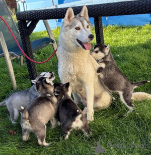 Photo №1. siberian husky - for sale in the city of Antwerp | 258$ | Announcement № 161431