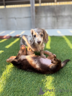 Photo №2 to announcement № 164019 for the sale of dachshund - buy in Finland private announcement, from the shelter