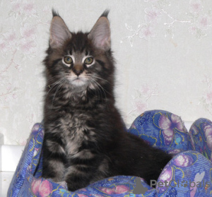 Photo №3. Kittens from the cattery. Russian Federation