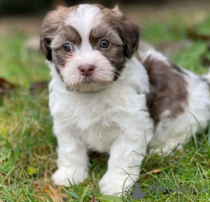 Photo №3. Miniature havanese puppies available for rehoming. United States