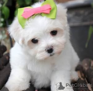 Photo №1. maltese dog - for sale in the city of Baden | 371$ | Announcement № 107538