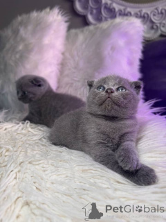 Photo №2 to announcement № 158804 for the sale of scottish fold - buy in Germany private announcement