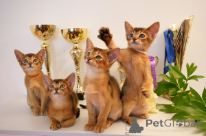 Photo №1. abyssinian cat - for sale in the city of Riga | 941$ | Announcement № 122190