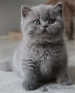 Photo №1. british shorthair - for sale in the city of Antwerp | 671$ | Announcement № 165316