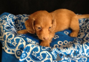 Photo №1. dachshund - for sale in the city of Murmansk | 443$ | Announcement № 18757